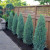 Blue Arrow Juniper