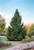 Norway Spruce