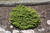 Little Gem Spruce