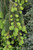 Weeping Norway Spruce