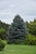 Fat Albert Blue Spruce