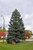 Blue Colorado Spruce