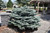 Globe Blue Spruce