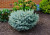 Globe Blue Spruce