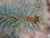 Globe Blue Spruce