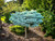 Globe Blue Spruce