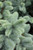 Hoopsii Blue Spruce