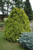 Sunkist Arborvitae