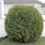 Little Champion Globe Cedar