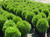 Little Giant Globe Cedar