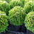 Little Giant Globe Cedar