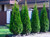 Emerald Cedar