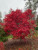 Emperor I Japanese Maple