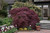 Tamukeyama Japanese Maple