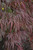 Tamukeyama Japanese Maple