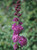 Butterfly Bush