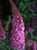 Butterfly Bush