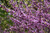 Eastern Redbud