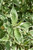 Silver Variegated Dogwood