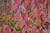 Cardinal Dogwood