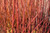 Cardinal Dogwood