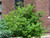 Cardinal Dogwood