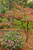 Pagoda Dogwood