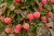 Cherokee Prince,  Kousa Flowering Dogwood
