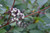 Red Osier Dogwood