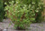Red Osier Dogwood