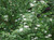 Red Osier Dogwood