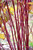 Red Osier Dogwood