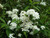 Lemoine Deutzia