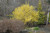 Northern Gold Forsythia