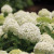Annabelle Hydrangea - White