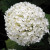 Annabelle Hydrangea - White