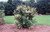 Cheyenne Common Privet