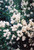 Cheyenne Common Privet
