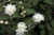 Mini - Snowflake Mockorange