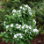 Mini - Snowflake Mockorange