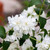 Mini - Snowflake Mockorange