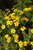 Goldfinger Potentilla