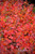 Gro-Low Fragrant Sumac