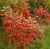 Staghorn Sumac