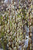 Pussy Willow
