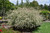 Tricolor Willow