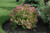 Goldflame Spirea