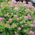 Little Princess Spirea