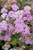 Little Princess Spirea
