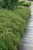 Cutleaf Stephanandra